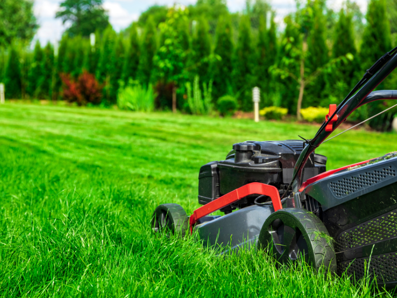 tree cutting malaysia (1)
