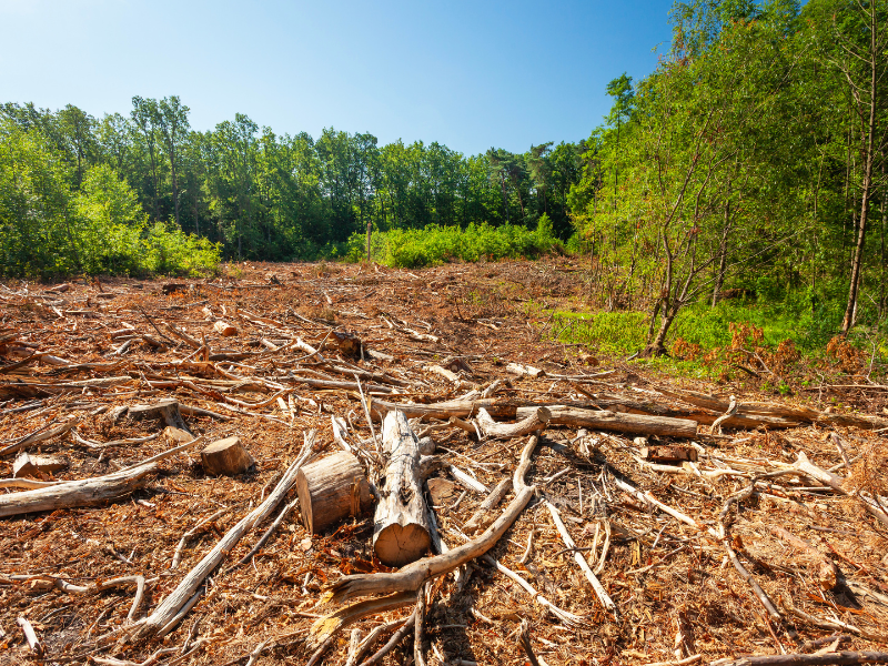 tree cutting malaysia
